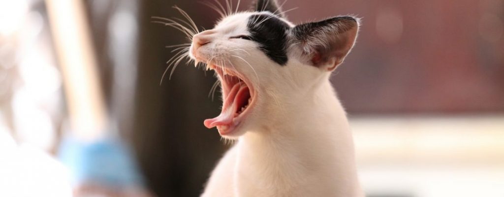 Katzen-Müde-1140x445 "class =" wp-image-381074 "srcset =" https://images.mein-mmo.de/medien/2019/08/Katze-Müde-1140x445-1-1024x400.jpg 1024w, https : //images.mein-mmo.de/medien/2019/08/Katze-Müde-1140x445-1-150x59.jpg 150w, https://images.mein-mmo.de/medien/2019/08/Katze- Müde-1140x445-1-300x117.jpg 300w, https://images.mein-mmo.de/medien/2019/08/Katze-Müde-1140x445-1-768x300.jpg 768w, https: //images.mein- mmo.de/medien/2019/08/Katze-Müde-1140x445-1.jpg 1140w "tamaños =" (ancho máximo: 1024px) 100vw, 1024px ">

<p>En la era de la globalización, los desarrolladores casi esperan los lanzamientos globales que ocurren simultáneamente. Mientras que en Games solíamos tener que esperar meses para la confirmación del lanzamiento y la localización, hoy en día todo suele suceder el mismo día, si no a la misma hora. Un verdadero lujo, uno pensaría. </p>
<p>Pero esta época a menudo es realmente mala para los europeos. Mientras que los jugadores en Estados Unidos o Japón llegan a casa a las 6 p.m. y arrojan sus cajas de juego, nos molestan los tiempos de lanzamiento imposibles. </p>
<p>A los nuevos MMORPG o complementos les gusta conectarse en línea en medio de la noche o temprano en la mañana, y los jugadores europeos se arrastran fuera de sus camas llenos de entusiasmo y pasión por su hobby, medio somnolientos y cansados. </p>
<p>Pero bueno, ¿qué no haces para ver el lanzamiento del juego tan esperado? La fatiga ya no es un problema que no se pueda solucionar con litros de café o bebidas energéticas.</p>
<p>    No importa lo que digas, el lanzamiento de WoW: Shadowlands fue increíble    </p>
<h2><strong>"Tengo que trabajar"</strong></h2>
<p>    <img decoding=