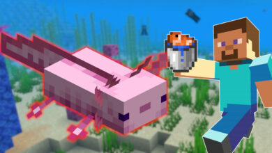 Los jugadores quieren domesticar axolotl en Minecraft, así que los atrapas